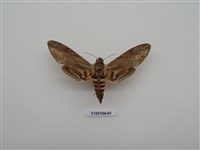 藏品(白薯天蛾)的圖片